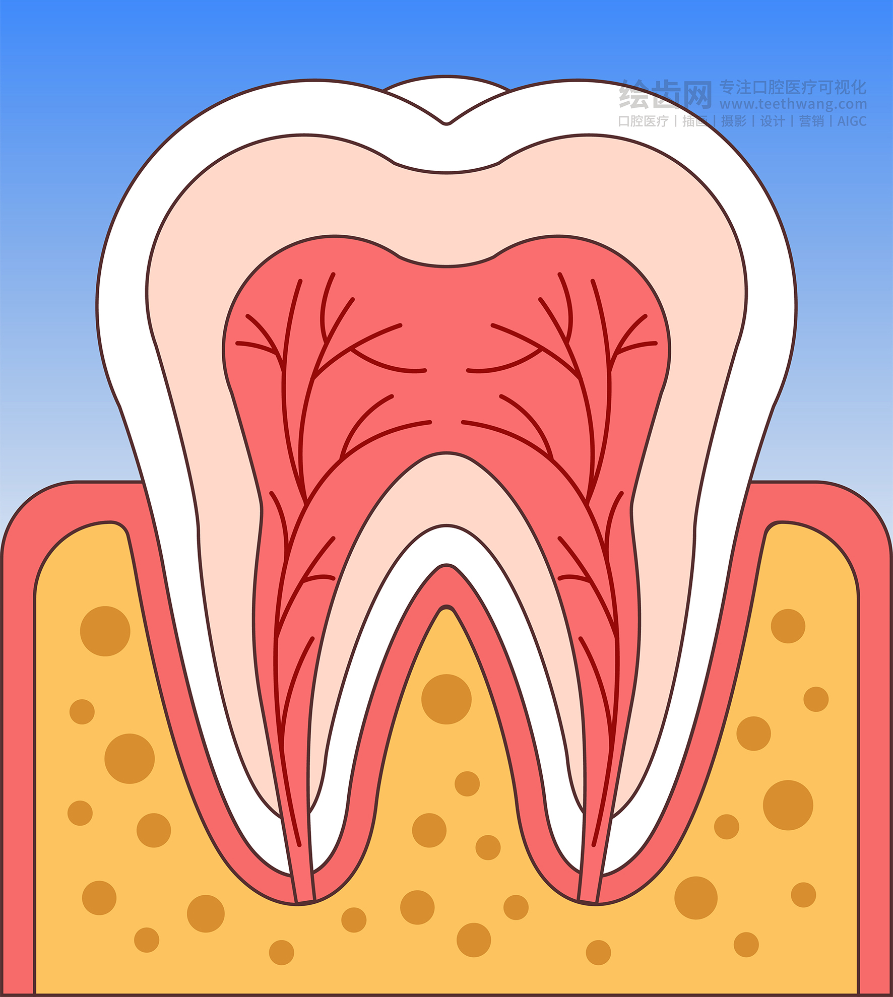 牙齿插画 龋坏过程 龋齿类型（渐变背景）